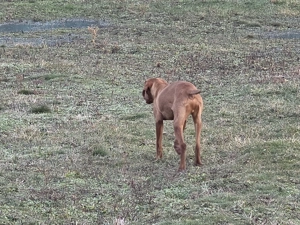 Vizsla viszla maghiara mascul