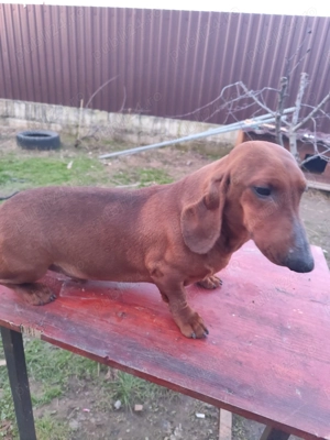 Teckeli deosebiți - imagine 3