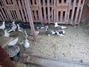 Vând 22 porumbei voiajori  - imagine 3