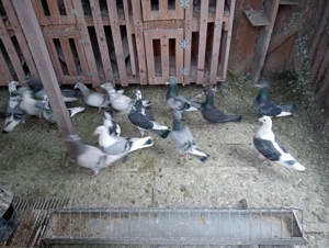 Vând 22 porumbei voiajori  - imagine 2