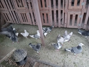 Vând 22 porumbei voiajori 