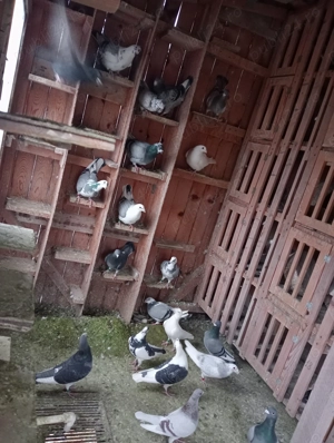 Vând 22 porumbei voiajori  - imagine 5