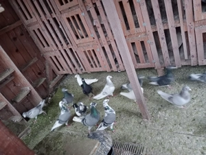 Vând 22 porumbei voiajori  - imagine 4