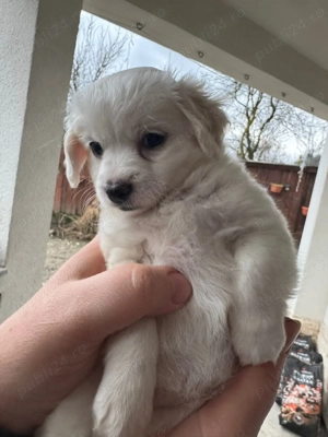 Bison fetița vacinată cu carnet