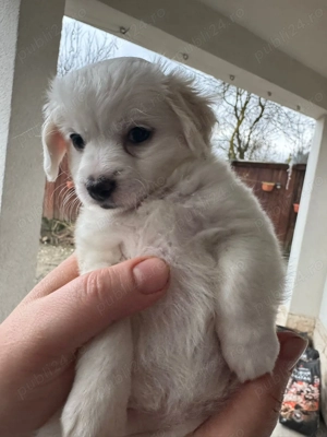 Bison fetița vacinată cu carnet - imagine 3