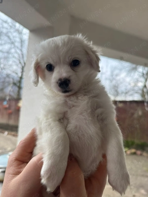 Bison fetița vacinată cu carnet - imagine 2