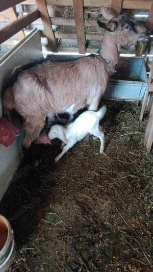 Capra alpin francez - imagine 2