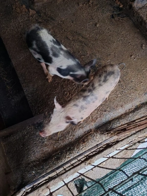 Purceii de vânzare  - imagine 2