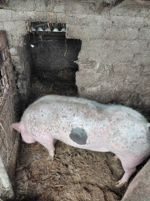 vând porc  - imagine 4