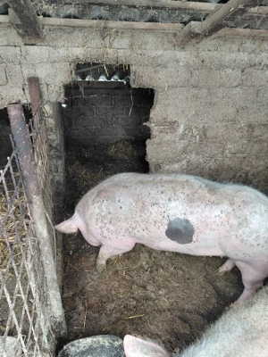 vând porc  - imagine 2