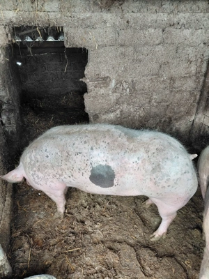 vând porc  - imagine 3