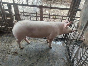 Vând scrofa pentru sacrificat sa de reproducere - imagine 2
