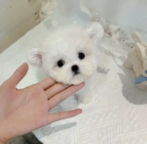 Bichon Maltez mini toy  - imagine 2