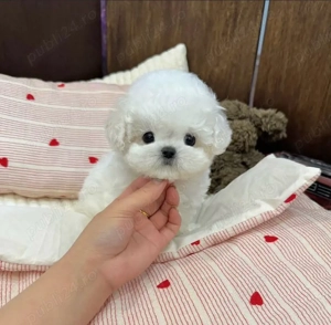 Bichon Maltez mini toy 