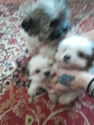 Vand căței Bichon Havanez - imagine 3