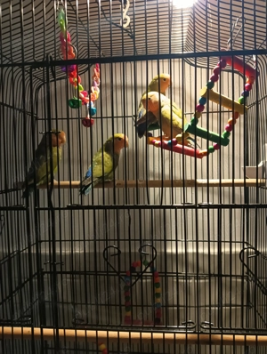 Vede vînzare 2perchi Agapornis papagali vîrsta3luni durata de veață 30 40 ani prețul 200 lei pereche