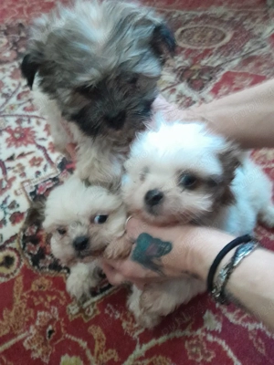 Vand căței Bichon Havanez - imagine 2