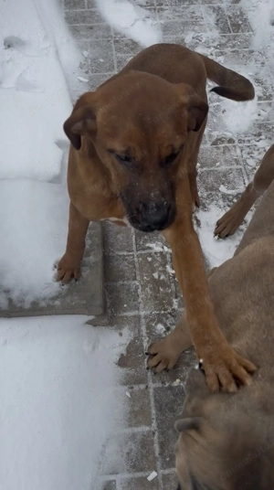 Catelusa spre adoptie  - imagine 5