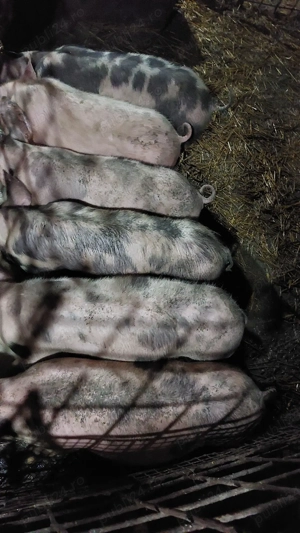 purcei de aproximativ 50 kg - imagine 2