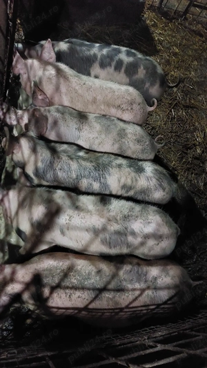 purcei de aproximativ 50 kg - imagine 3