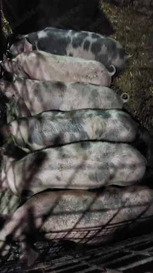 purcei de aproximativ 50 kg