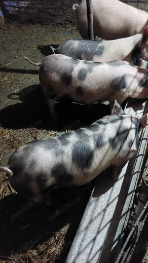 porci de aproximativ 70 kg - imagine 5