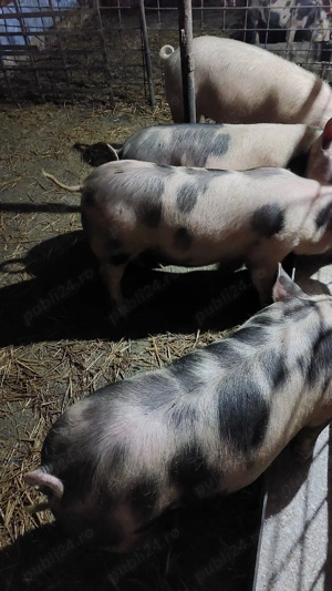 porci de aproximativ 70 kg