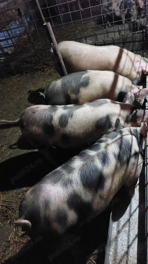 porci de aproximativ 70 kg - imagine 2