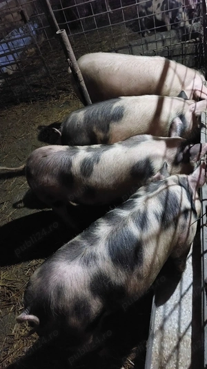 porci de aproximativ 70 kg - imagine 3