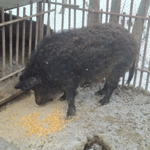 Porci si purcei - imagine 5