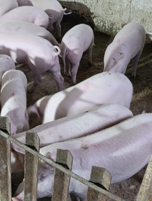 purceii și șoldani  - imagine 2