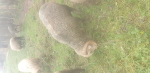 Vând doi berbeci sau schimb  - imagine 2