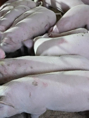 purceii și șoldani  - imagine 4