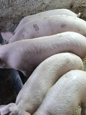 purceii și șoldani 