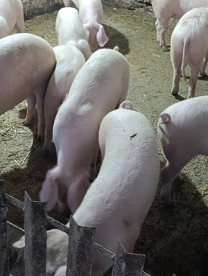 purceii și șoldani  - imagine 3