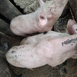 Porci si purcei - imagine 2