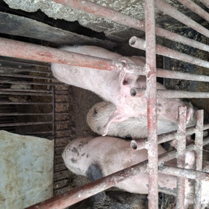 Porci si purcei - imagine 3