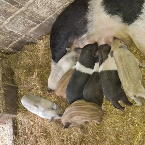 Porci si purcei - imagine 4