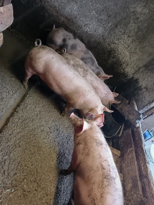 Vând purceii Petran belgian  - imagine 4