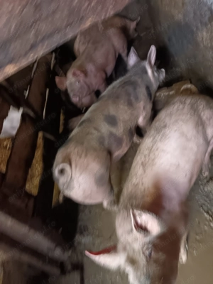 Vând purceii Petran belgian  - imagine 3