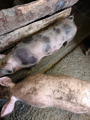 Vând purceii Petran belgian  - imagine 2