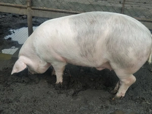 Vand porc  - imagine 4