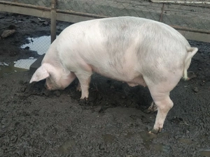 Vand porc  - imagine 3