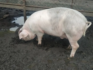 Vand porc  - imagine 5