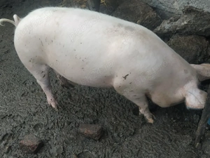 Vand porc  - imagine 2