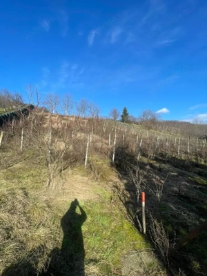 Oportunitate! Casa P+1 deosebita, 223mp, teren 2544mp, Cicarlau - imagine 14