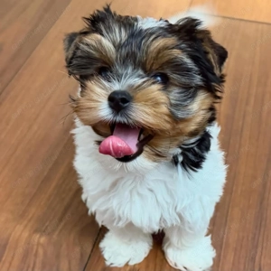 Yorkshire terrier  fetițe și baietei - imagine 3