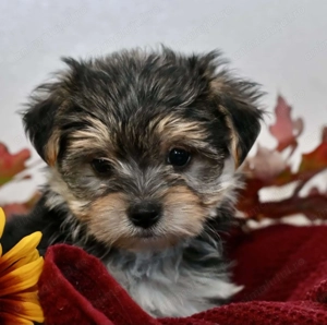 Yorkshire terrier fetite și baietei - imagine 4