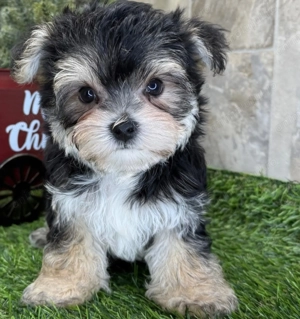 Yorkshire terrier  fetițe și baietei - imagine 4