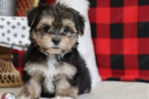 Yorkshire terrier  fetițe și baietei - imagine 5